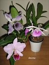 Roebling Blau indigo Blc.Morning Glory Valentine Kiss Cattleya percivalliana Summit x Centro Remolacho 